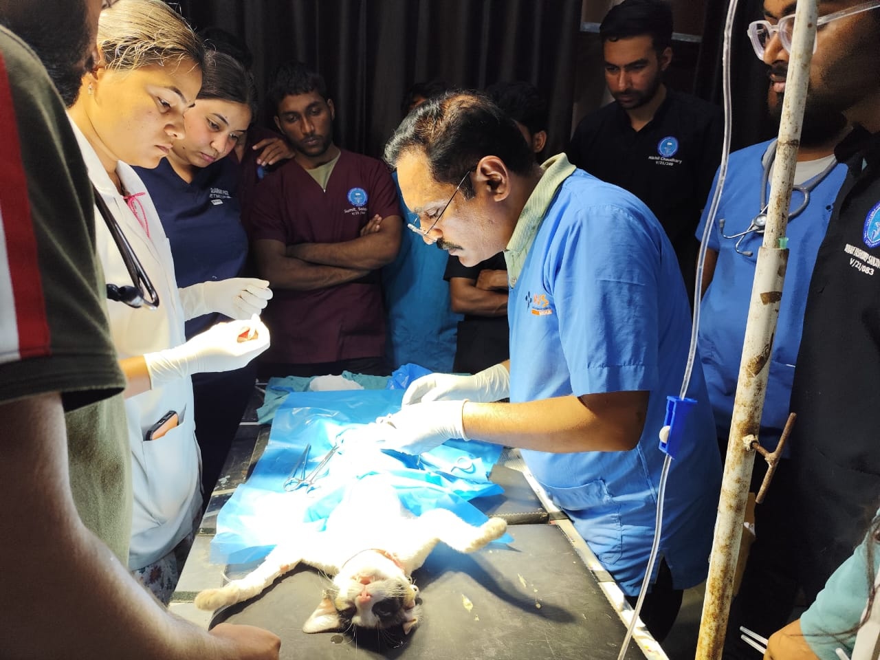 Gynecology Veterinary Clinical Complex3